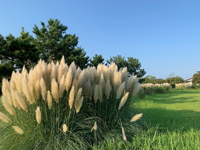 吉田公園🌷