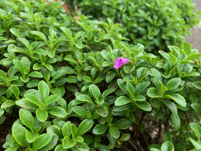 吉田町　トランタン🌸🍃