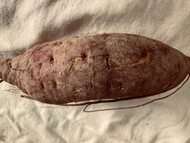 さつまいも🍠
