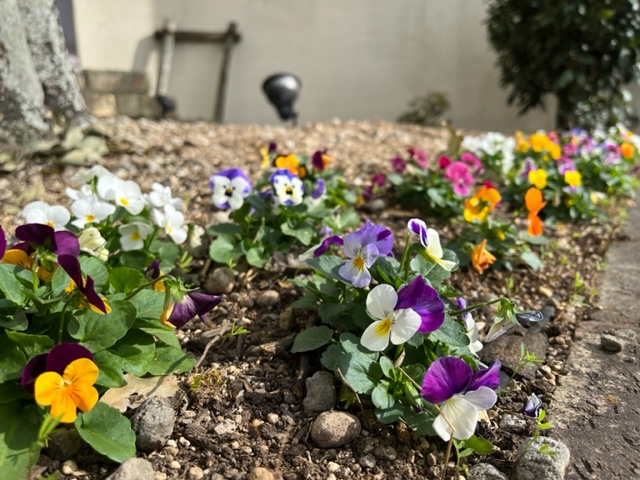 吉田町　トランタン🌸