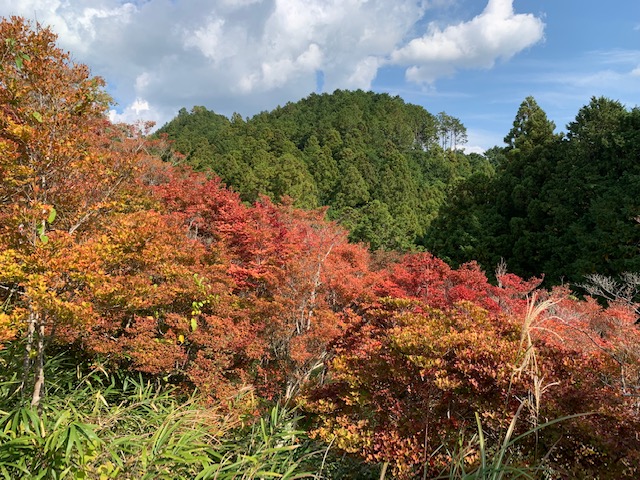 どうだん原　島田市
