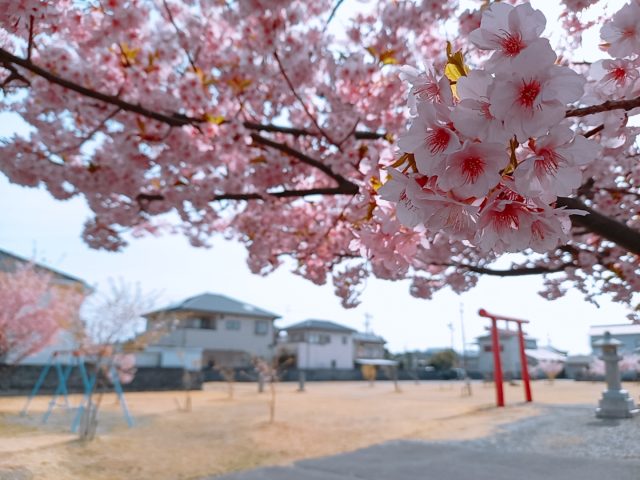 吉田町片岡　稲荷神社🌸⛩