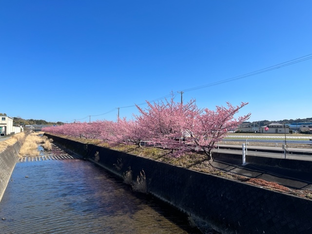 牧之原市　坂口谷川　河津桜🍃🌸