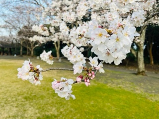 吉田町　小山城　桜🌸