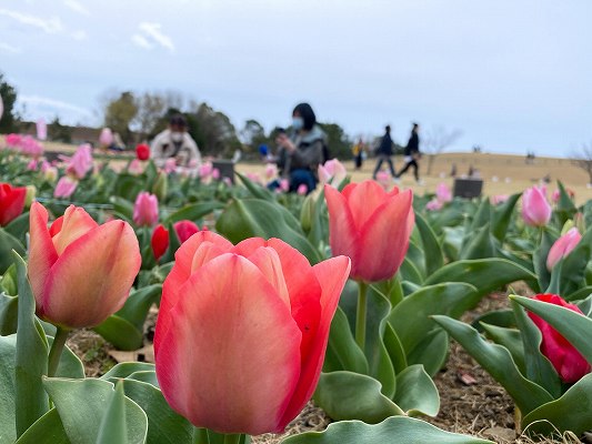 吉田町チューリップまつり🌷