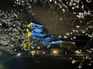 吉田町　小山城　桜ライトアップ🏯🌸