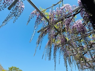 藤枝市　蓮華寺公園♪🌸吉田町から約30分🚗