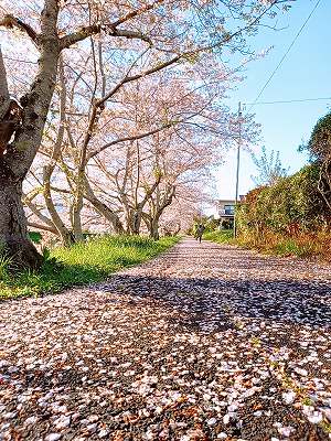 牧之原市　榛原中学校近く桜並木🌸