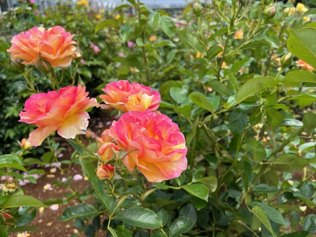 島田市　ばらの丘公園🌹吉田町から約30分🚗