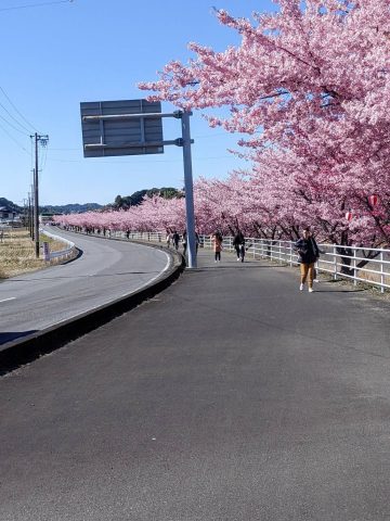 牧之原市　河津桜まつり