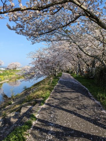 牧之原市榛原中学校近く　桜並木