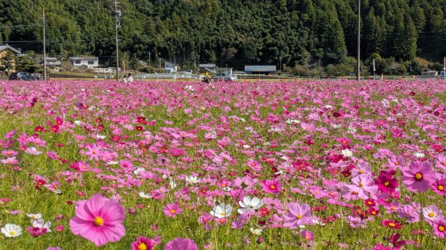 藤枝市　コスモス畑