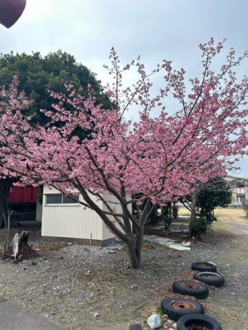 吉田町　住吉稲荷神社⛩