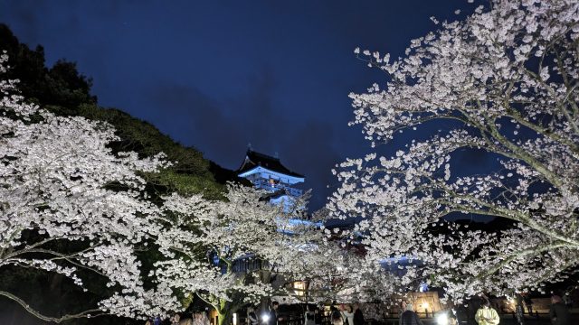 吉田町　小山城　夜桜ライトアップ