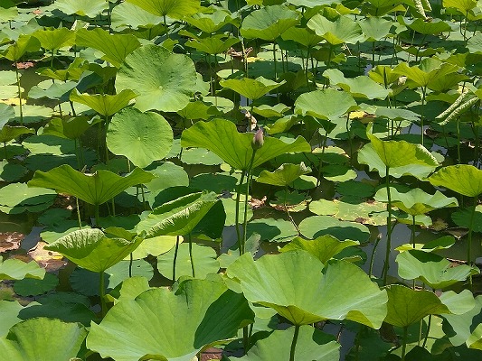 藤枝市　蓮華寺池公園