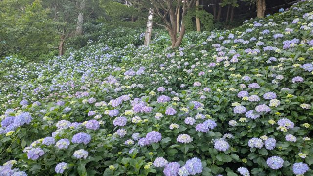 牧之原市　あじさい　秋葉公園