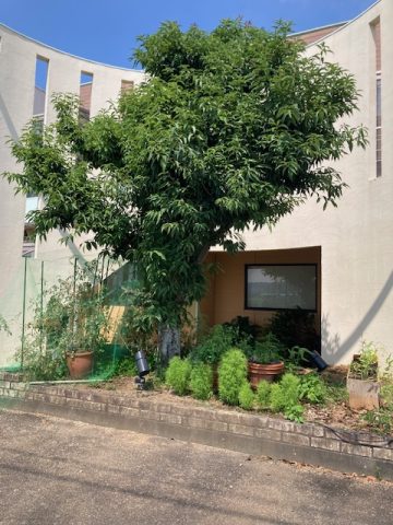 夏季休業のお知らせ