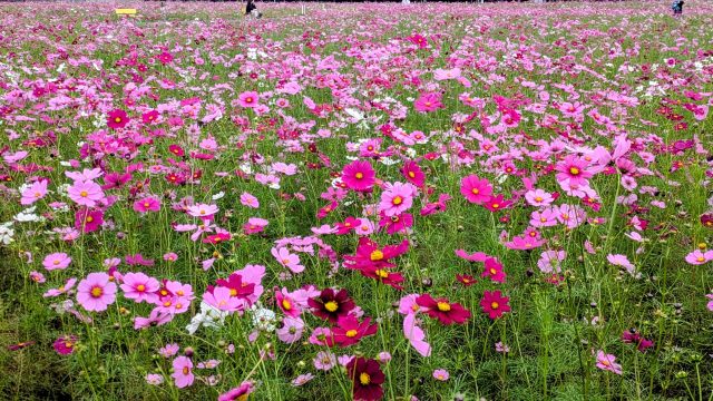 コスモス畑　藤枝市