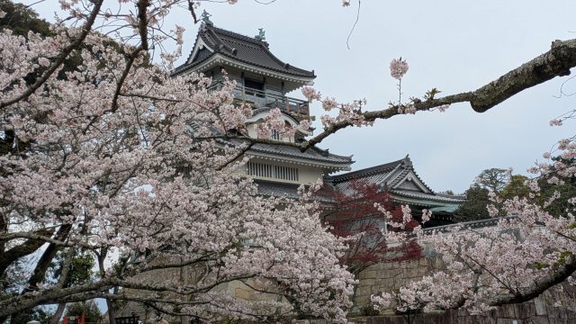 吉田町　小山城　桜