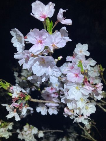 牧之原市　勝間田川　桜並木