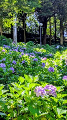 牧之原市　秋葉公園　紫陽花